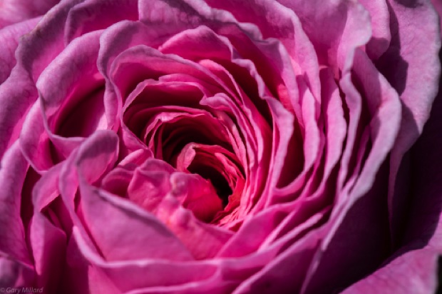 Pink Rose
Portland Rose Test Gardens
Early Spring 2018